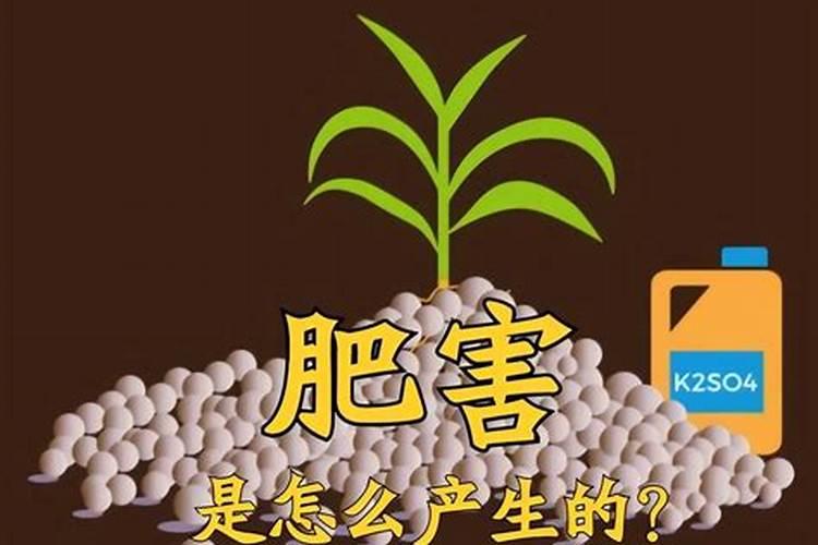 金弹子用什么肥料最好