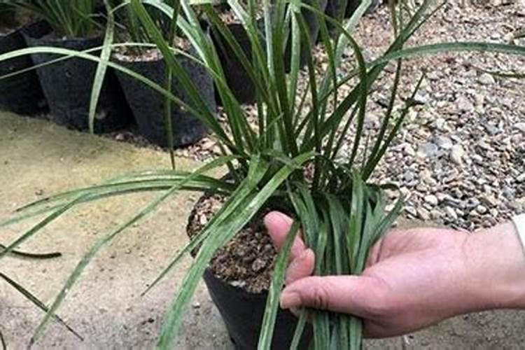 黄心菜种植时间和方法 黄心菜怎么养殖