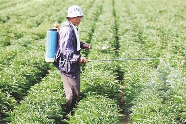 种草莓施什么肥最好