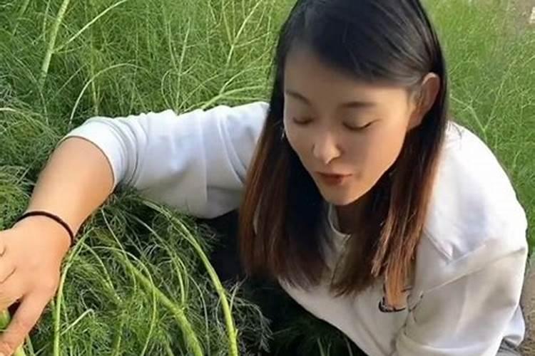红茴香这种植物,怎样养才能更旺？