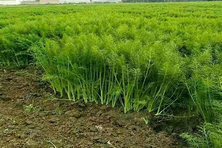 草莓缺钙冲施什么肥料
