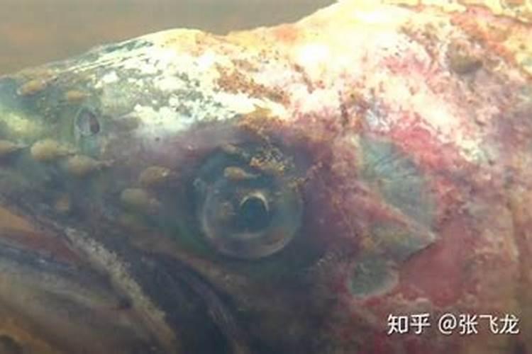 核桃树最怕什么药