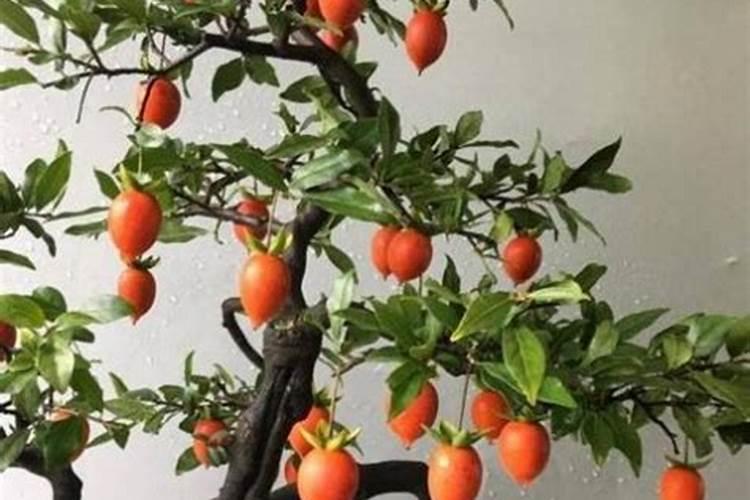 金弹子的种植方法