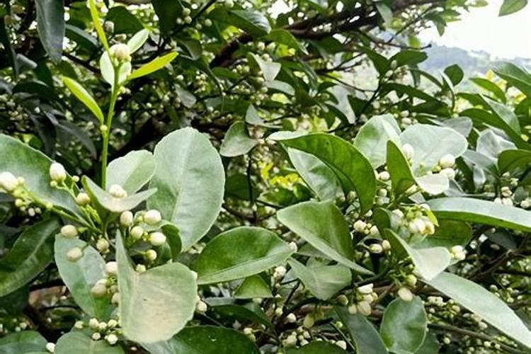 柑子芸苔数打多了会怎么样？