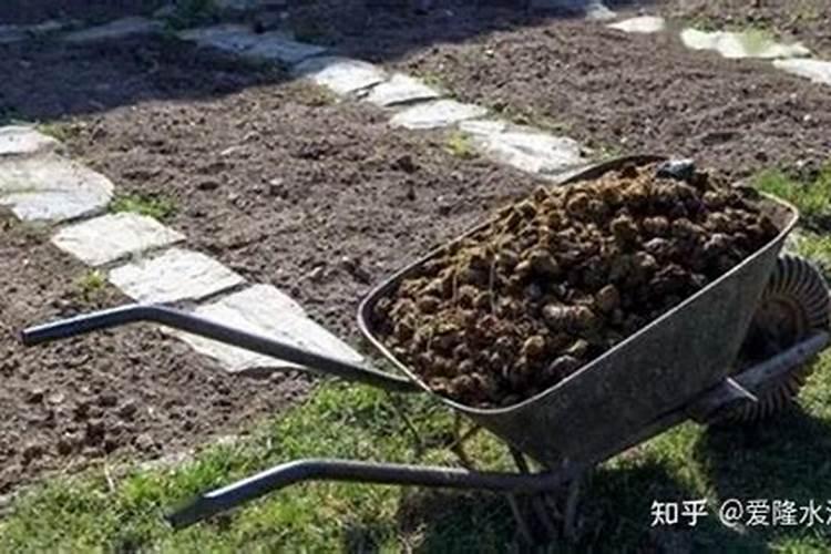 鸡粪,牛粪、猪粪哪个做有机肥效果好？