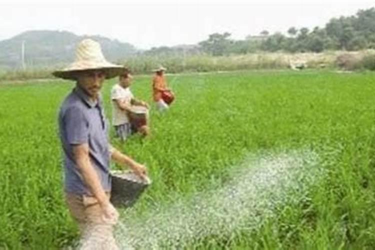 水稻一亩地用多少钾肥