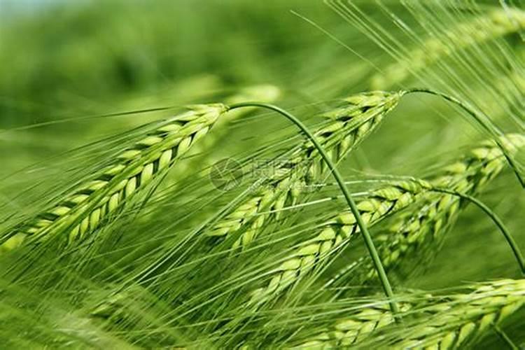 小麦追肥用硝酸磷好吗 什么时候使用效果好