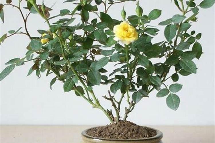 夏天能给花施肥吗