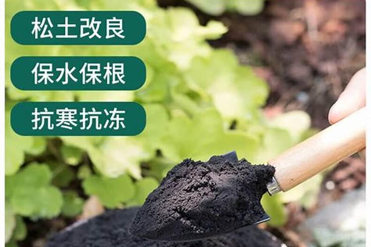 小花农罐头花需要移植吗？