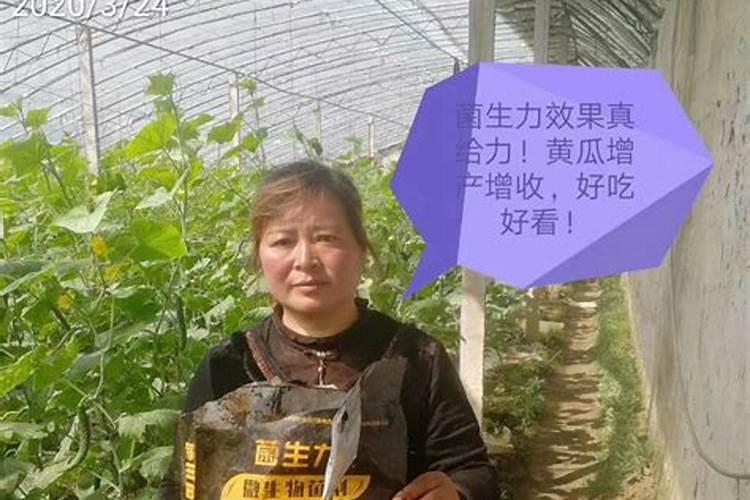 草坪打叶面肥剪完打还是不剪打好