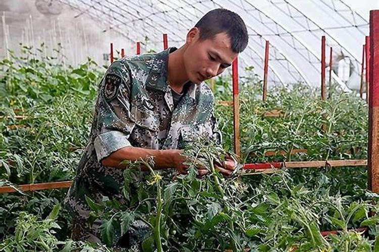 叶面肥几天能吸收干净
