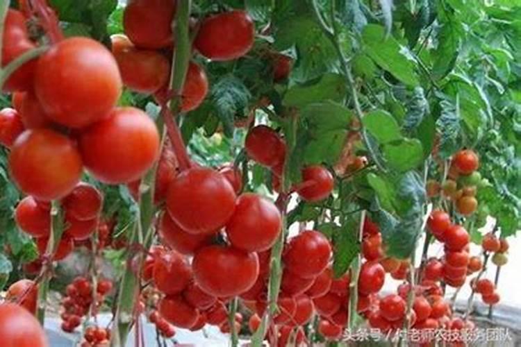 西红柿的种植用什么肥料好