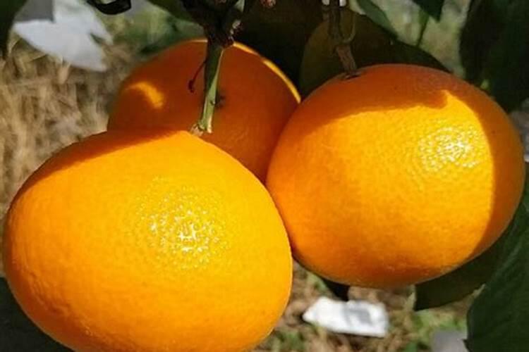 果树一至二月份开花几月份施硼肥合适、