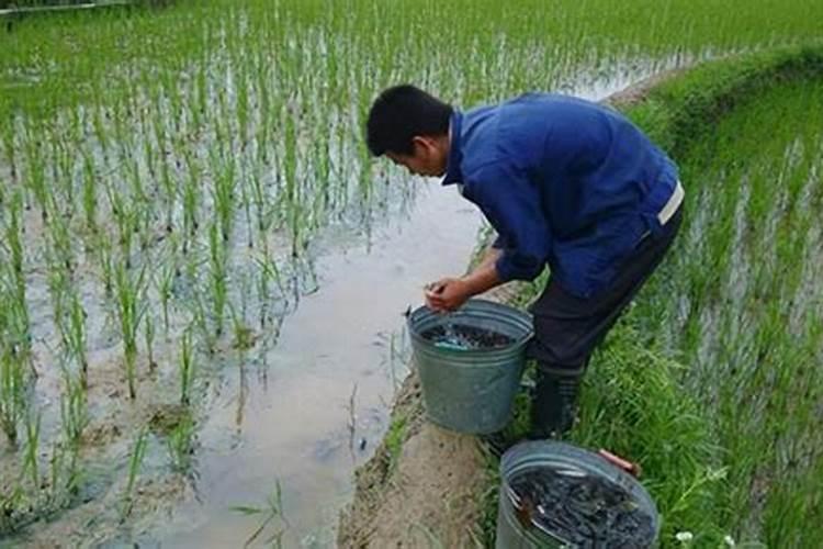 请问老师荔枝怎么了,用什么药？