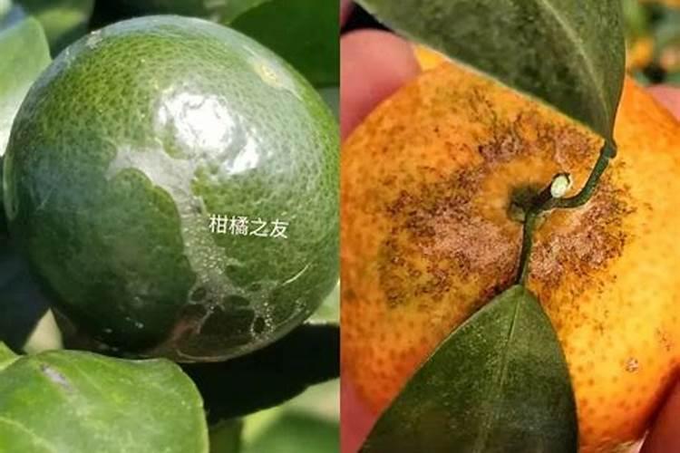 柑橘采收后喷什么叶面肥好？