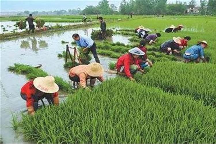 河南巨龙生物停产原因