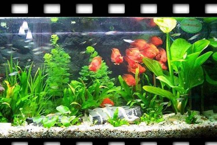鱼蛋白叶面肥对植物的作用