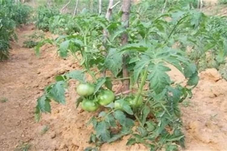 大棚西红柿啥时期冲施高磷肥？