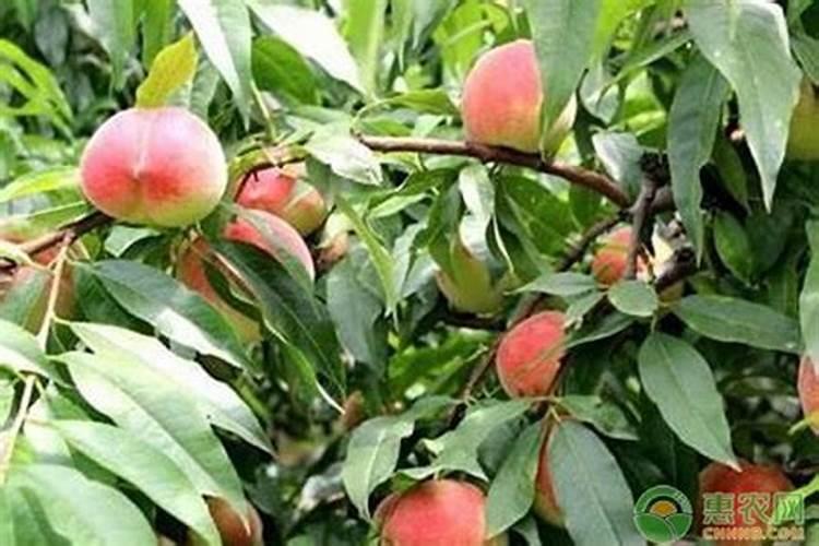 银叶菊夏天养护