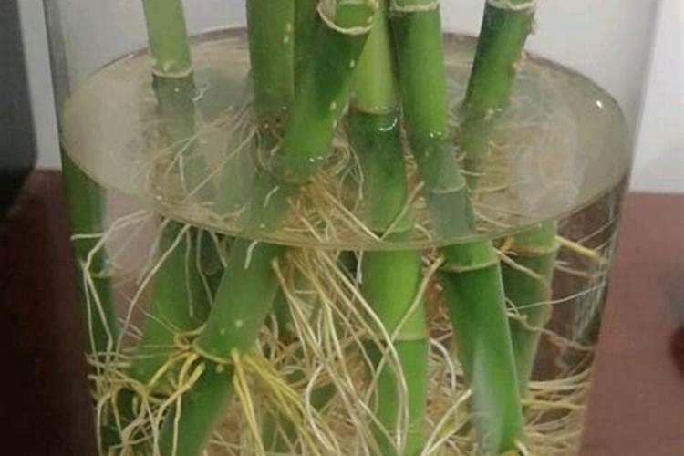 氮、磷、钾三种肥料在植物生长期有啥作用？