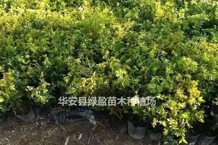 葡萄的花果管理技术 葡萄怎么施肥