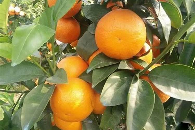 柑橘全年施肥时间表 柑橘应该怎么施肥