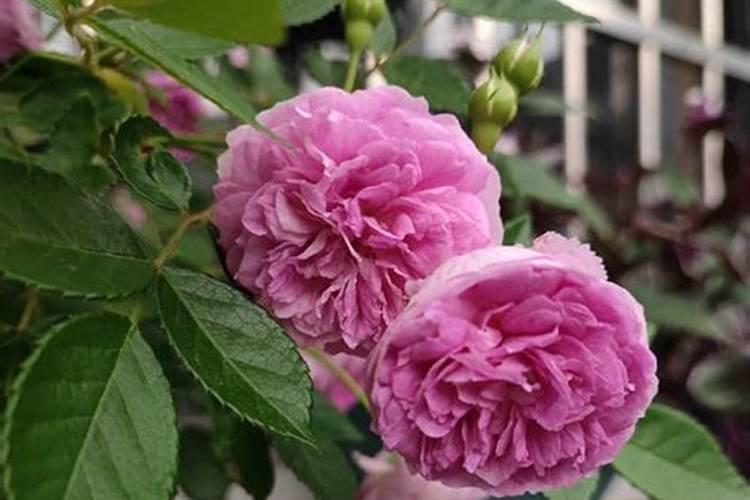 冲大棚油桃的水容肥能冲芹菜吗？