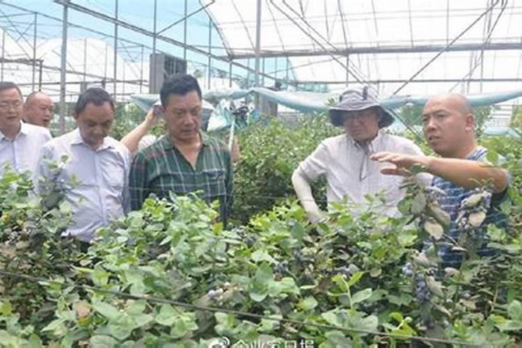蓝莓移栽后果枝干枯