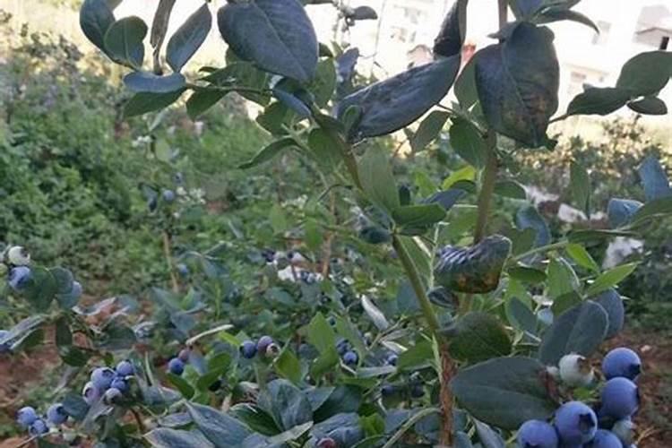 初夏如何促使蓝莓长梢拉枝？
