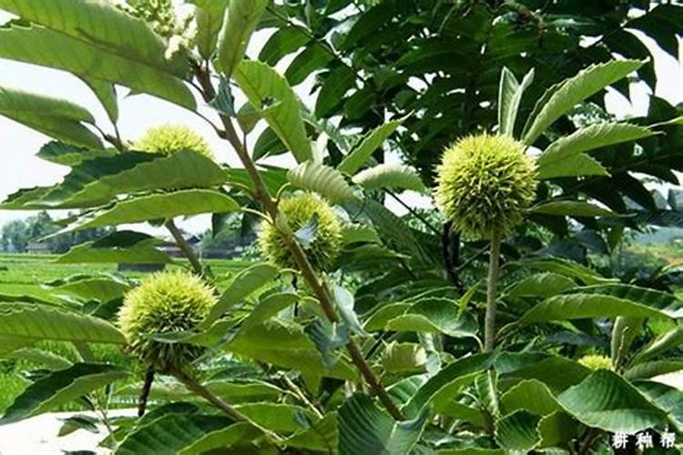 种植马铃薯怎样喷施叶面肥？马铃薯什么时候要喷施叶面肥？