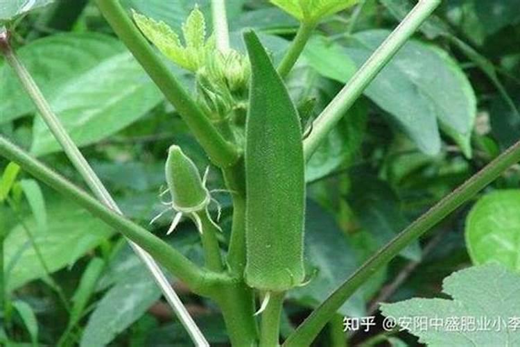 秋葵移栽后怎样管理