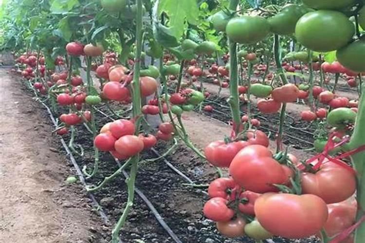 番茄移栽苗不抽新叶可以施用尿素提苗吗？