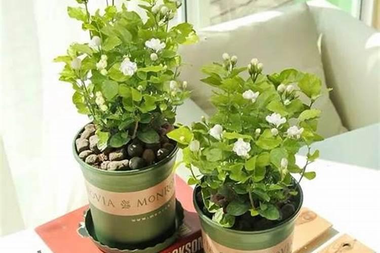 茉莉现在浇什么肥好些？