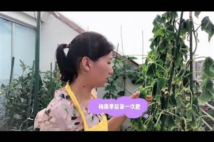 蔬菜晚上施肥好还是早上施肥好