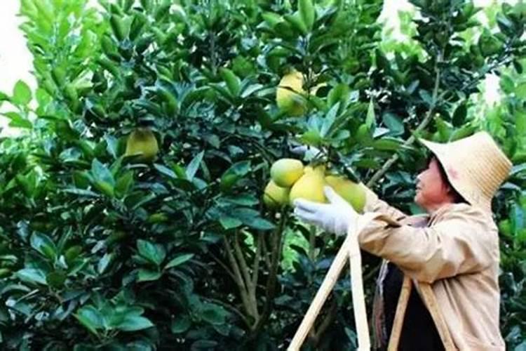无花果用什么肥料