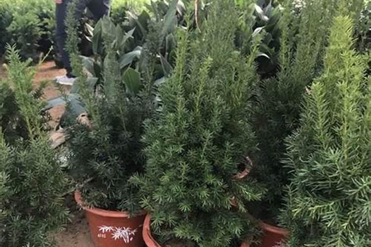 化肥抽检不合格案件如何处罚
