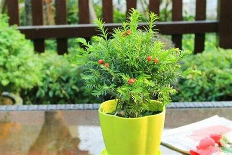 红豆杉春天施什么肥