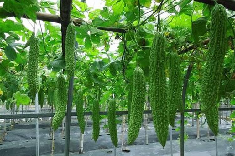 八棱瓜苗旺怎么控？