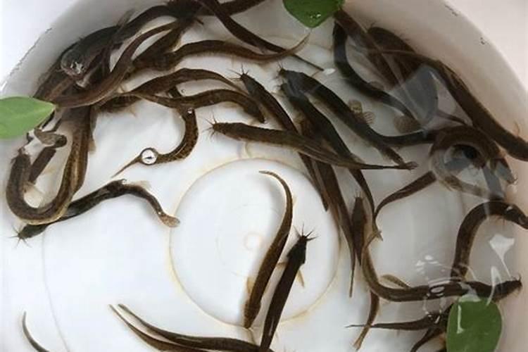大量元素和微量元素是根据什么分类的