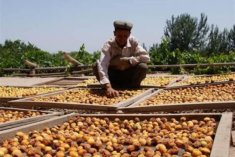 硝基肥适不适合种茶叶 硝基肥使用禁忌