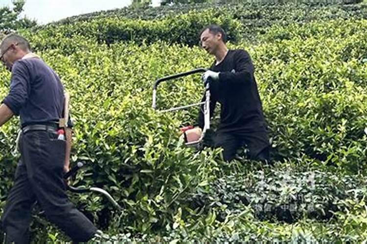海南哪里种植茶枝柑？