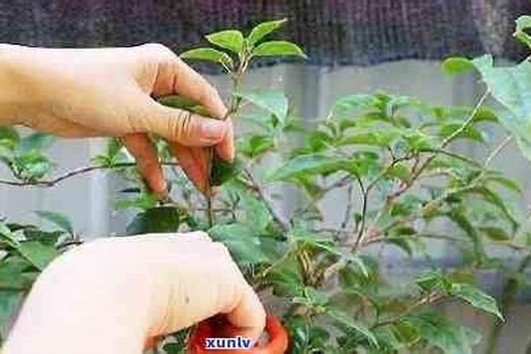 茶梅有花苞了能喷叶面肥吗？