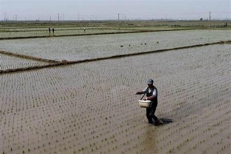 怎么种植水稻产量高 什么时候施钾肥效果好