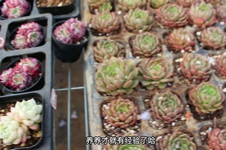 多肉氮肥多久施一次 多久施一次多肉氮肥最好？