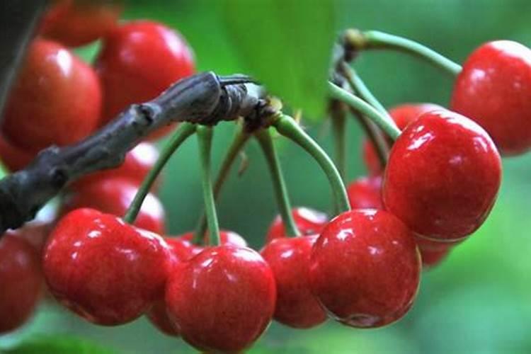 河北上桥生物科技有限公司主要是做什么的？