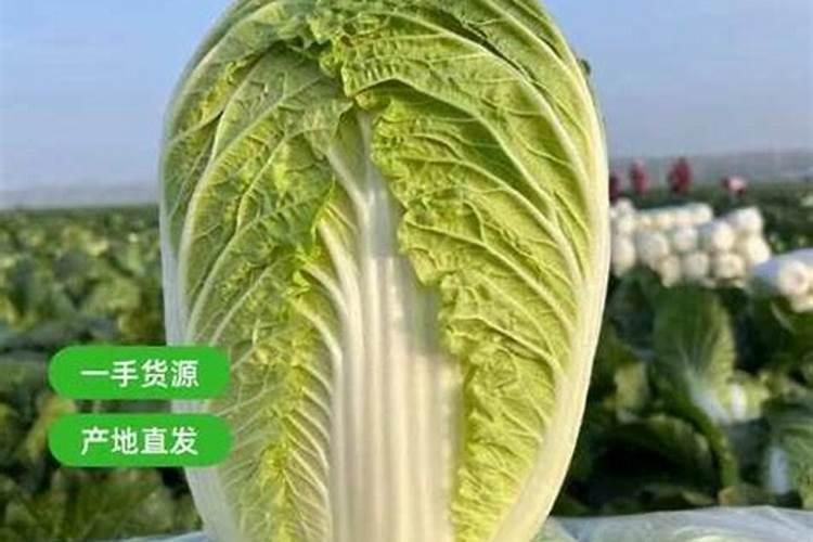 大连哪里有批发速冻玉米棒的？