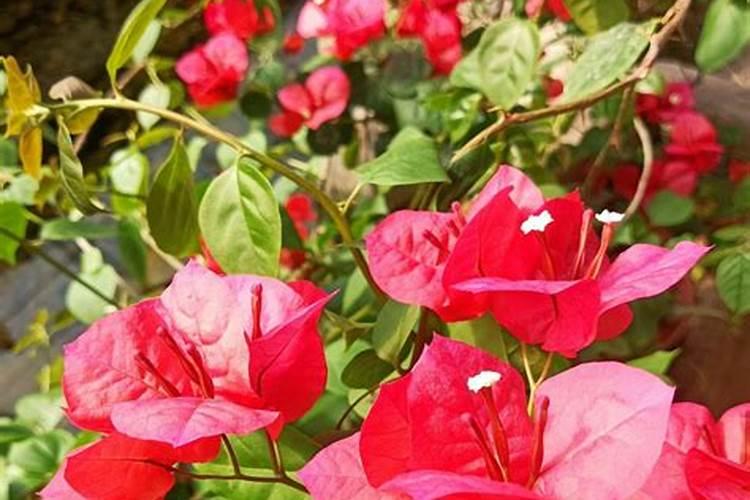 三角梅喷试叶面肥的效果是怎样