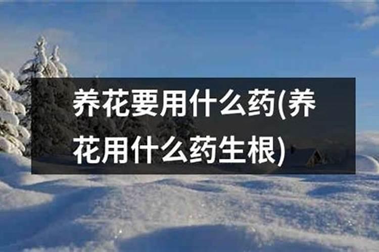 什么肥料能促长植物的根