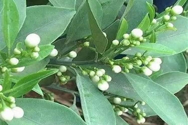 沙糖桔花蕾期,应做好什么管理工作