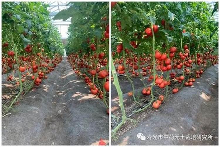 小番茄结果 后多久浇一次水？一次浇多少水？